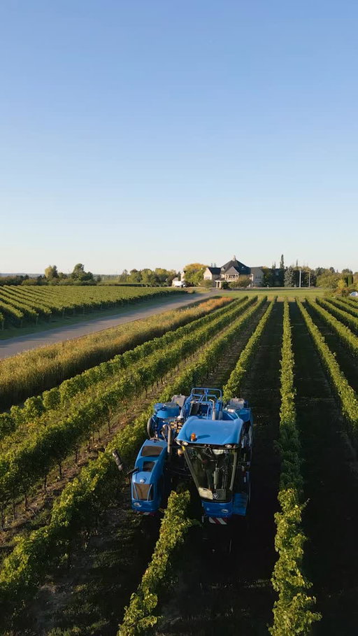 Harvest in full swing 🍇 The machines are rolling through our Riesling vineyards, bringing in beautiful fruit for another standout vintage. Crisp mornings, golden rows, and the hum of harvest — it’s an exciting time in the vineyards! 🌾✨ 

#PellerEstates #Harvest2025 #Riesling #NiagaraWine #OntarioVQA