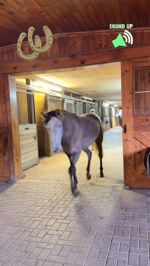 Your Thanksgiving timeline cleanse care of @grelo_farms... 🦃🐴 The horses come in every night for dinner and did you know, they all know where their own stalls are! Sure beats leading them in one by one! Their brains are the size of walnuts, but they sure are smarter than we think!  Happy Thanksgiving!!!