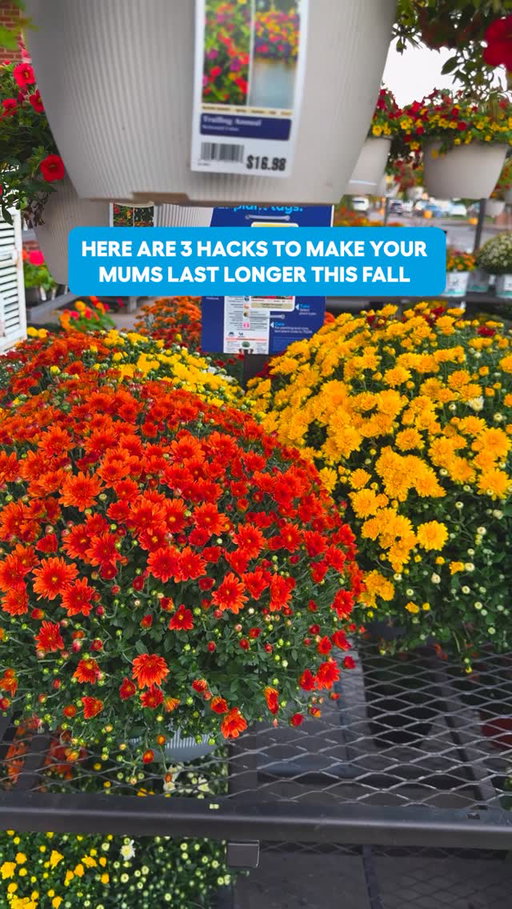 The secret to keeping vibrant mums all season long 🤫
