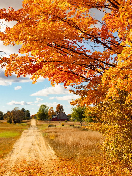 Michigan Fall>>>> 

I love taking fall photos!! Literally nothing better 🤩

#michiganfall #puremichigan #northernmichigan #michiganphotography