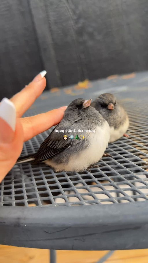 Edit : i did not know that the best thing to do was to put them in a warm dark box and give them time to recover and if possible bring them to a wildlife rehabber, apologies to the bird community and thank you to those who have a heart and informed instead of attacked I really appreciate you spreading helpful information instead of hate! 🤍🫡

Goodmorning from Canada 🌲🐦‍⬛