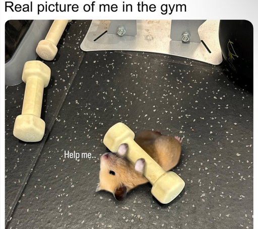 Crushed by Monday but still showing up 💪🐹