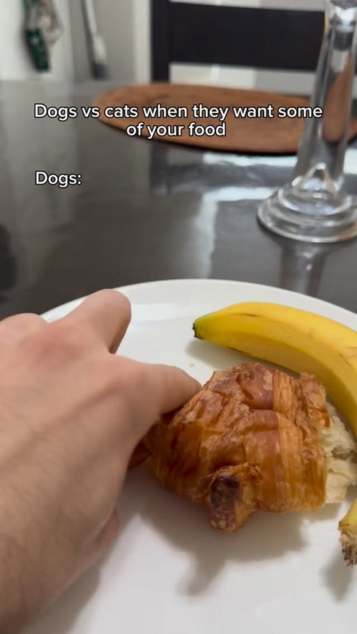 Dogs vs cats when they want some of your food. #reels #skit #comedy #funny