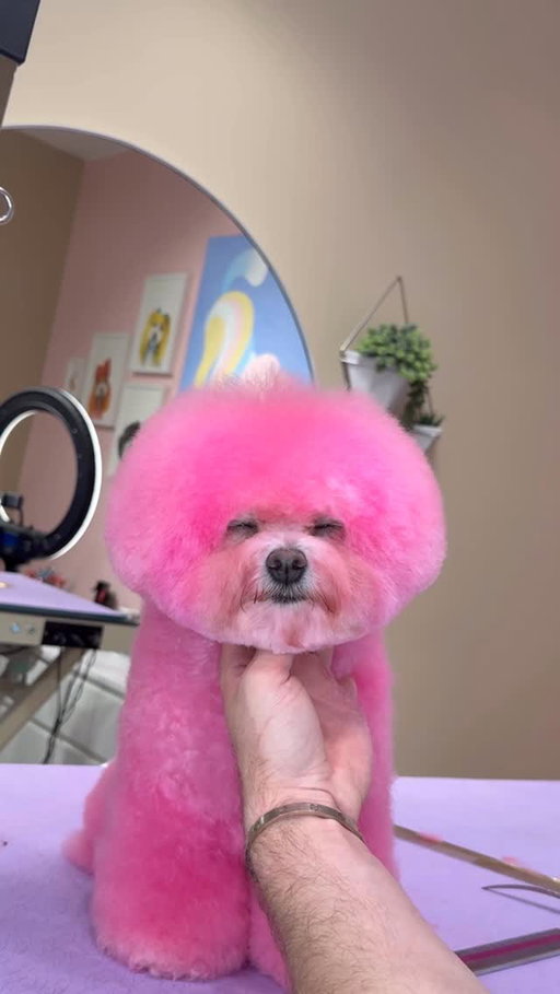 Our lil pink bichon
.
#bichon #dogs #doggrooming #cutedogs
