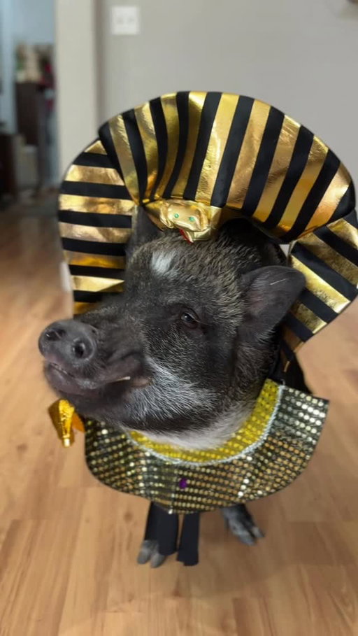 The only “bacon” we like in this house is the money-making kind 😌 To celebrate the release of EXCLUSIVE Rakin’ Bacon games on @betmgmcasino , Merlin wanted to dress as his favorite character, Cornsquealius. Which fit is your big winner? 🐽💰 #ad #casinofun #slots

Gambling Problem? Call 1-800-Gambler