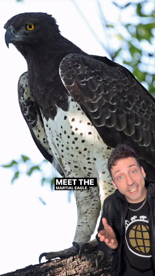 The largest bird of prey in Africa 👀 #funfact #didyouknow