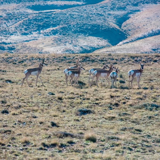 Sometimes I forget that not everyone has antelope running around like rabbits. 😅 I know they are technically “pronghorn” but in Wyoming we call them antelope. 🤗 Let’s go back to regional differences in language, ok? It makes life interesting.😁 

#antelope #pronghorn #wyoming #colloquial #westernstyle #USA #307life #carboncountywyoming #visitwy