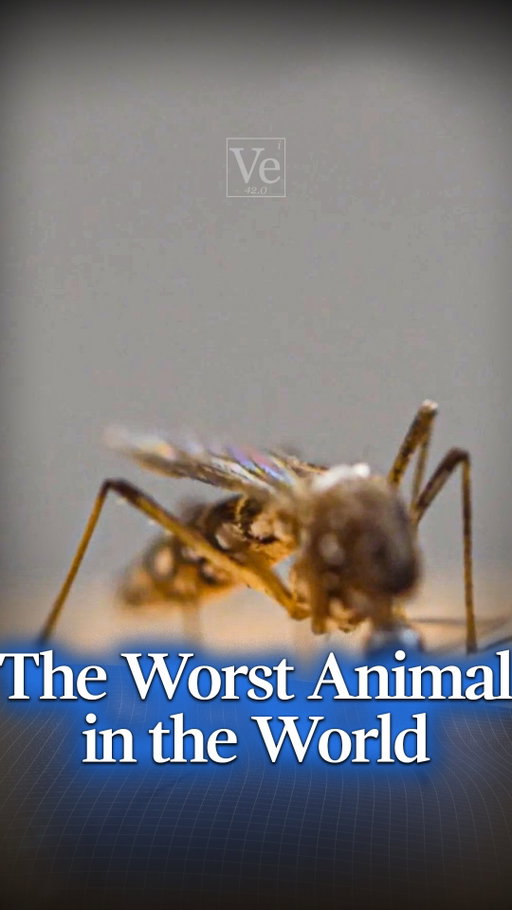 Why mosquitoes are the most dangerous animal in the world 

Written, produced and hosted by Derek Muller

#science #veritasium #physics #biology #mosquitoes #mosquito #bite #blood #bloodtype
