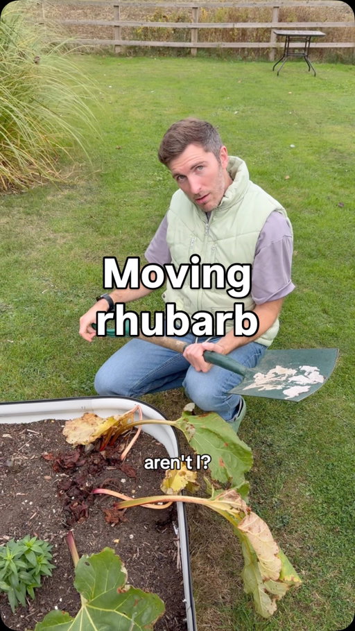 Anthony’s popped some whooping rhubarbs in my raised beds which… take up all the space. So off they pop.