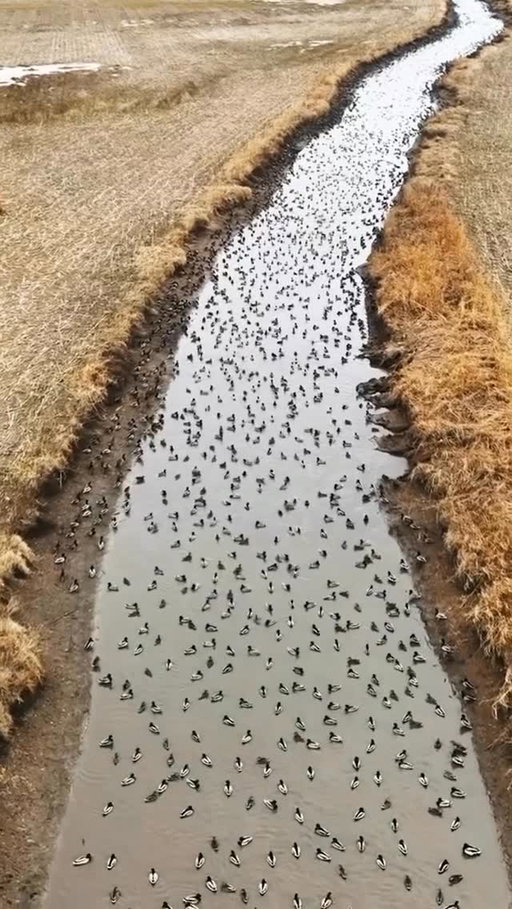Who is the first person you’re calling if you find this spot? 

🎥: @edwall81 

#ducksunlimited #waterfowl #conservation #outdoors #ducks #du