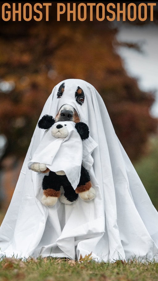 Every hauntingly adorable ghostie boy needs his emotional support ghostie friend 🥹🖤👻

#ghostphotoshoot #bernesemountaindog #dogphotography #cutedog
