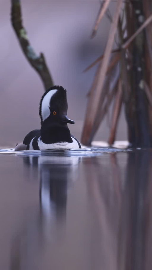 Beautiful video of a hooded merganser recorded by @s_aziz110 

#ducksunlimited #waterfowl #conservation #outdoors #ducks #du
