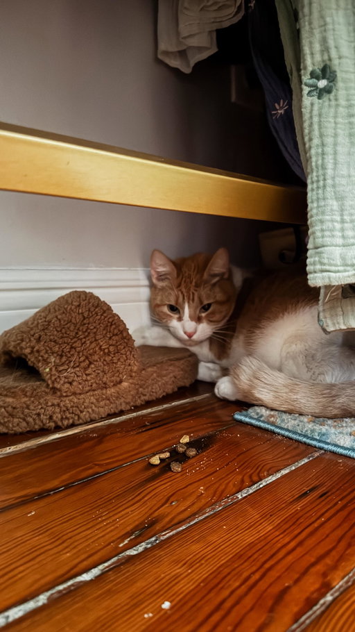 After many weeks of not moving from under the bathroom vanity, Goldie began to explore. And after one of her first nights exploring I looked all over for her only to find her tucked away in one of Leo’s favorite nap corners. ❤️‍🩹

It’s so hard because grief is never linear. And no matter how many special beings we lose, it always feels completely new but also always the same. And as much of a gut punch as it felt, it was also calming to find Goldie here - like a little piece of Leo is somehow here. Like Leo is comforting her in a place that’s so confusing for her. 🫶🏼

Dolly is definitely happier with a friend here and Goldie definitely needed a home - but I also have always shared all the sides of me on here and I would be doing us all a disservice if I did show all the sides to pet loss and pet rescue. Love you guys 🤍

#petgrief #adoptdontshop #rescuecatsofinstagram #rescuecat #orangecat #petloss #grief