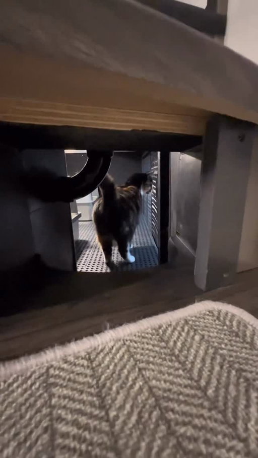traveling with feline friends? got u covered

🎥 @adventure.husbands