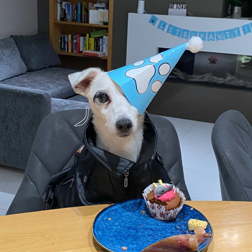 This sweet boy turned 17 today! 🥳❤️
I’ll be posting more on his special day soon! 

#birthday #birthdaydog #jackrussell #olddog #goodboy
