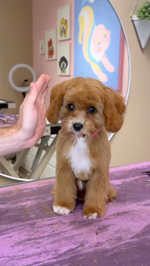 A desperate puppy 🥹🤍
.
#dogs #puppy #dogsbylogan