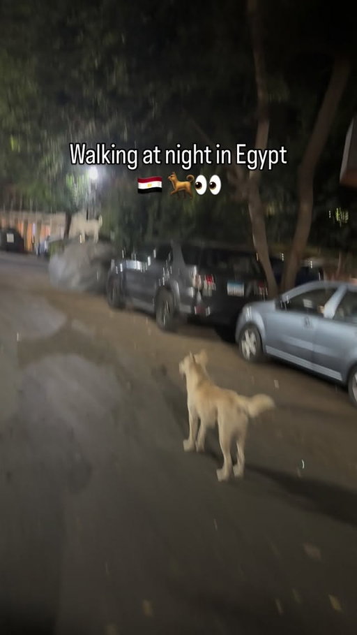 I like the big street dogs of Cairo
