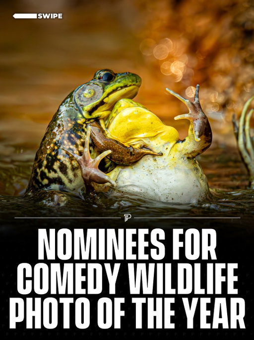 The finalists for this year’s Comedy Wildlife Photography Awards are here, featuring perfectly timed photobombs, dramatic reactions, and animals caught in the most human moments.

The competition celebrates the fun side of wildlife while shining a light on conservation. Swipe to see some of the standout nominees and tell us your favorite in the comments.

(via: @comedywildlifephoto)

#Pubity #Viral #Wildlife