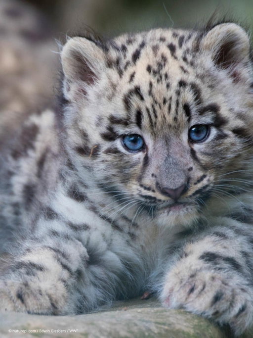 Imagine trekking through the freezing Himalayas at 4,500 metres — only to find yourself face to face with a wild snow leopard. 🐾❄️

That moment in 2013 marked Nepal’s first-ever GPS-collared snow leopard and sparked a groundbreaking study led by WWF-Canada’s Dr. @rinjanshrestha.

Over the next four years, these “ghosts of the mountains” revealed incredible secrets — from crossing borders into India and China to roaming home ranges larger than entire cities.

Link in bio to read what their journeys taught us — and how it’s shaping the future of snow leopard conservation. #InternationalSnowLeopardDay