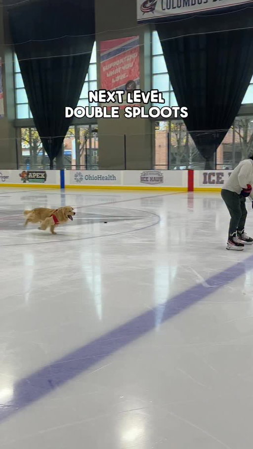 If Drake had a party trick… this would be it 😂 

Drake is officially back to his shenanigans on the ice! Every year he’s been surprising us with something new… one year it’s opening the gate on his own, the next is all of these wild sliding double sploots! I don’t know what else he could do, but I’m sure he’ll come up with something 🙈😅

#goldenretriever #dayinthelife #funnypets #dogsofinstagram #hockeylife #hockey #nhl #hockeytricks #hockeyboys