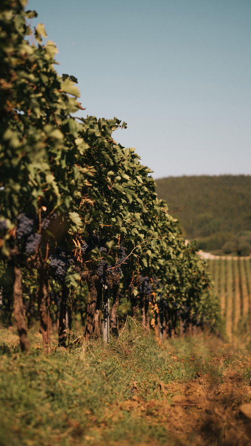 The great labor of the 2025 harvest has come to an end.

The curtain closes on the vineyards of our estates, bringing the fruit of an entire year of dedication into the cellar.
This was our act of mastery: the patient response to nature's challenges, guided by the passion of our winemakers, agronomists, and the entire technical team.

Now, the waiting begins. The time for care, where this great work transforms into the promise of the next, unforgettable Ruffino vintages.

Discover the world of Ruffino via the link in bio.

•

Il grande lavoro della vendemmia 2025 è giunto alla sua fine.

Sui vigneti delle nostre tenute si chiude il sipario, portando in cantina il frutto di un anno intero di dedizione.
Questo è stato il nostro atto di maestria: la paziente risposta alle sfide della natura, guidata dalla passione di enologi, agronomi e di tutto il team tecnico.

Ora inizia l'attesa, il tempo della cura, dove il grande lavoro si trasforma nella promessa delle prossime, indimenticabili, annate Ruffino.

Scopri il mondo Ruffino al link in bio.

#Ruffino1877 #Harvest2025 #Vendemmia2025
