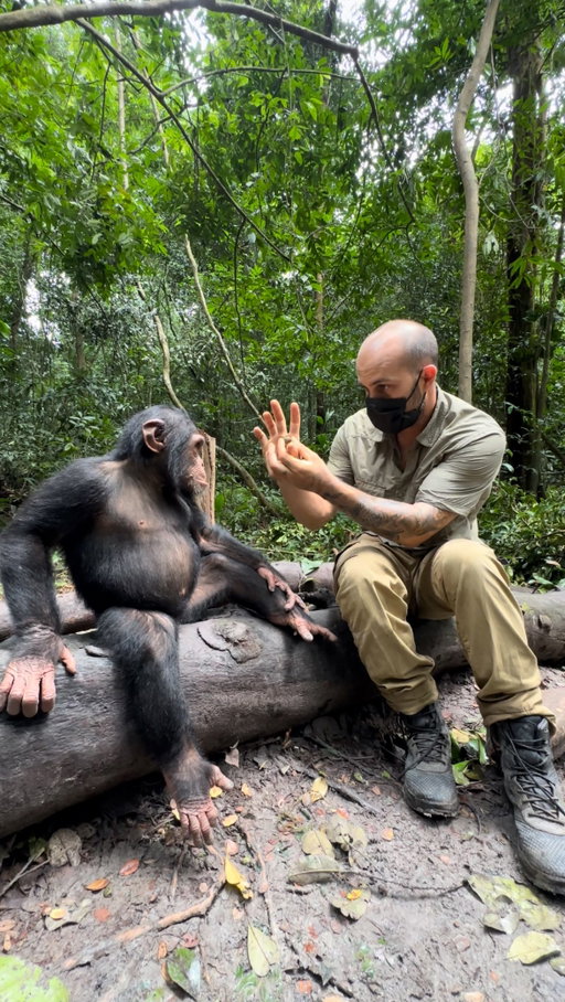 Plus intelligente que la magie 🪄
Tchossa adore la magie mais ne s’est pas laissée avoir 🙊

« L’association @papaye.international œuvre pour la sauvegarde, la protection et la réhabilitation de chimpanzés orphelins, victimes du braconnage, du trafic, saisis et confiés au sanctuaire par les autorités camerounaises avec lesquelles l’association travaille en partenariat depuis des années.

Une part de l’humanité, celle qui braconne, trafique et tue, les a privés de leur famille, de leur liberté et une autre part de cette même humanité, celle qui aime, qui sauve et protège, leur assure aujourd’hui de pouvoir se reconstruire au sein de ce sanctuaire.

L’interaction avec l’humain est uniquement générée par leur sauvetage, leur apprentissage jusqu’à leur remise en liberté en site sécurisé dans le parc naturel de Douala / Edéa, où ils retrouvent très facilement et très rapidement leurs instincts d’indépendance avec une hiérarchie établie, une territorialité.affirmée.

Il est donc très important de souligner que cet animal, intelligent, sensible, est et reste un animal sauvage. Ce n’est pas un jouet, une peluche, un animal de compagnie et même si les photos, les vidéos montrent un être en recherche de jeux, de câlins, d’échanges, il ne faut pas oublier que les bonnes âmes humaines participent à leur reconstruction, à leur redonner confiance en la vie et en l’avenir après qu’ils aient subi le pire, l’horreur, tous étant arrivés sur site traumatisés, malades ou blessés.

Leur prise en charge sur le sanctuaire est une parenthèse obligatoire à leur survie. 

Papaye International est un des seuls sanctuaires au monde qui propose le paradis aux chimpanzés, avec un vrai retour à la nature sans enclos ni grillage.

NB : Notre séjour a été précédé de l’application d’un lourd protocole sanitaire (vaccins, tests, quarantaine)

#PapayeInternational #chimpanze #cameroun #chimpanzee