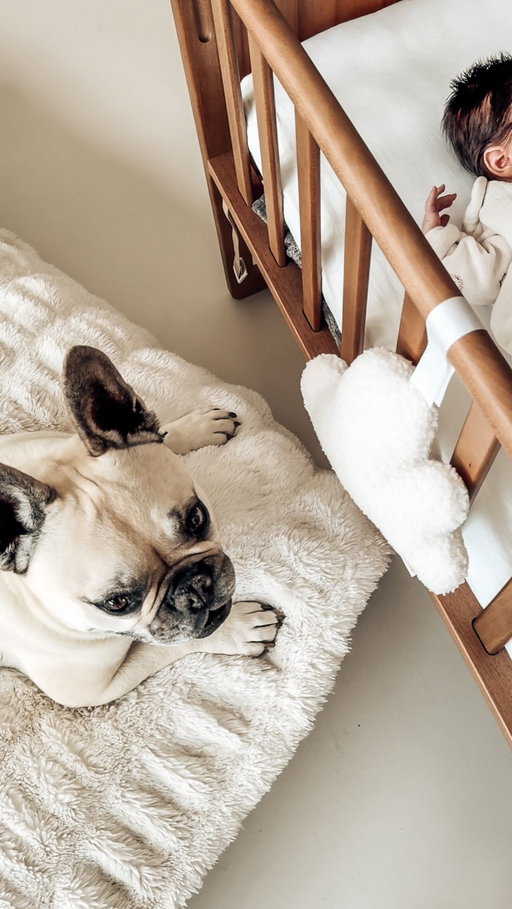 LA rencontre qu’on oubliera jamais 🐶👶🏻🩵
Et je crois que vous l’attendiez impatiemment aussi vu les messages qu’on a reçu pour nous demander ça ahah 🥰🫣
Nala est très heureuse d’avoir son petit frère et ces moments vaut tous les mots du monde 🙏🏼
____________
#rencontre #frereetsoeur #bebe #baby #love #family #dog #chien #frenchie #frenchbulldog #bouledoguefrancais #bully #chienetbébé #babyanddog #dogandbaby #dogandbabylove #bébéetchien #rencontrebebe #rencontrefrereetsoeur #brotherandsisterlove #brotherandsister #grange #renovation #meilleurami #meilleursamis
