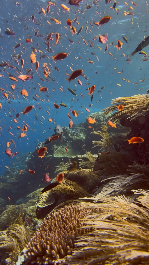 It’s not just about pretty videos and pictures of corals, it’s about our responsibility as tourists.

This is what unethical tourism looks like.
Something that seems cheap or affordable often comes at a much higher cost, one that nature pays for.

Coral reefs are already seriously threatened by climate change and rising ocean temperatures, yet we still watch them being destroyed in the name of tourism and sustainable fishing.

Dropping anchors directly on reefs can severely damage coral structures, and it can take decades for them to recover, if they recover at all.

Coral reefs are not just pretty underwater landscapes. They are vital marine ecosystems that sustain millions of animals and people. They produce oxygen, absorb CO₂, and provide habitat for countless species, making them one of the most biodiverse ecosystems on Earth.
If this ecosystem falls, we fall with it🪸

What can you do?
🌊 Educate yourself.
🤿 Join real eco-diving trips that don’t exploit or harm marine life.
🪸Support coral restoration projects.
🚫 Eliminate commercially processed seafood.
🧴Use coral reef friendly sunscreen (link in my bio) 
📚 Watch documentaries like @seaspiracy and learn the truth behind the industries.

Sometimes, local communities don’t fully understand the importance of the marine ecosystem. They’re trying to sustain their families and often lack access to education. We can’t directly blame them, but we can do better. Educate ourselves, local communities, raise awareness, speak up and make a difference.

Do your research.
Travel responsibly.
And always leave the place better than you found it. 🌍

VIDEO SOURCE 📷: @alosobak