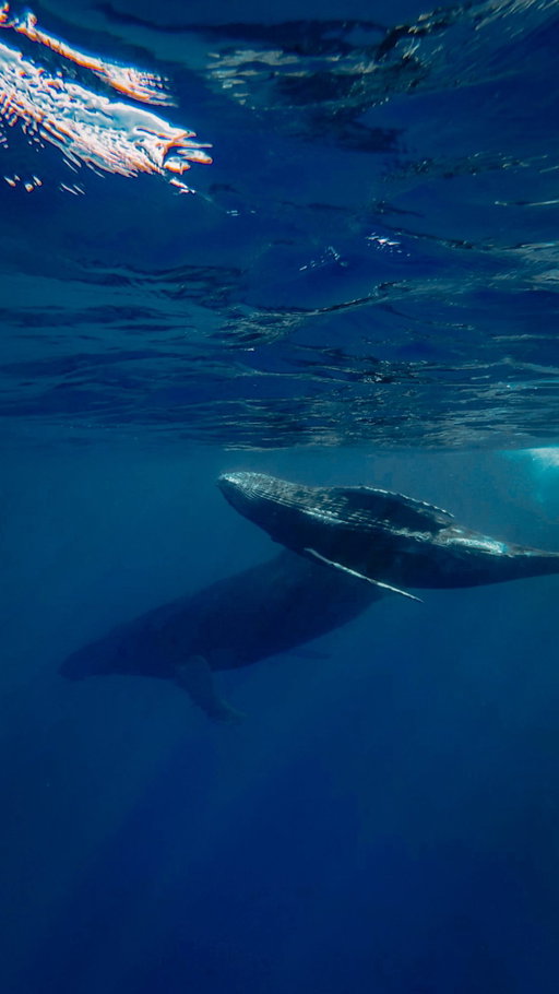 i still can’t believe i got to witness THIS🥹🤯

moments from a year ago that i’ll cherish FOREVER💙creatures i never thought i’d actually get to see in real life, flowing through the ocean right in front of my eyes. some of the most surreal moments of my life so far. truly insane to witness these beautiful mammals dancing and singing in the ocean blue - pure magic, pure life from mama earth herself🐋 

with @wildma.expeditions 🦋✨ send this to someone you want to experience this with 📲❤️‍🔥

#whales #frenchpolynesia #oceanlover #oceanmagic #oceanlife #whalelove #marinelife #humpbackwhales #travel #underwaterworld