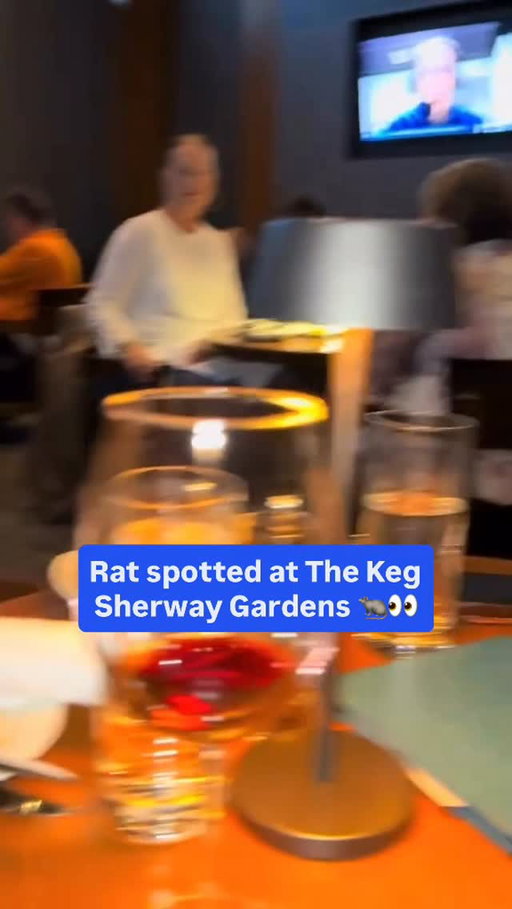 It’s just ratatouille coming to check if the food is good 😭

🎥 Credit: leeanncole27 / TT

🏷️ #waveroom #waveroomtoronto #toronto #canada #mississauga #ontario #brampton #torontolife #the6ix #gta #vaughan #oakville #kitchener