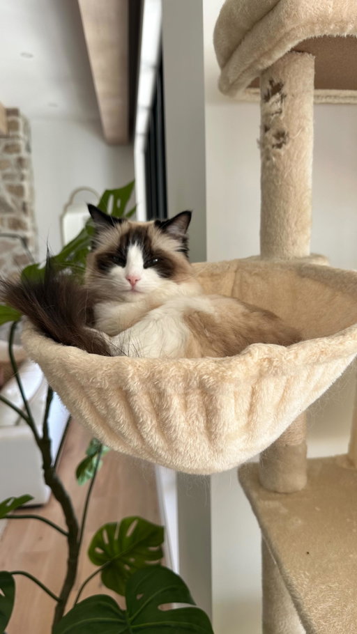 Cat update. Craziest saga of my life. 

We genuinely were losing our minds trying to figure out what happened!!!!!