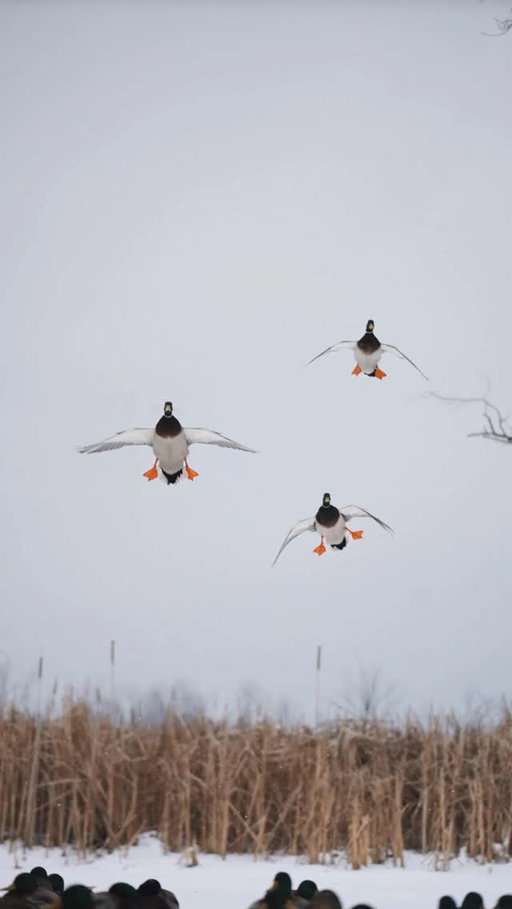 It doesn’t get much prettier!

🎥: @josh_hsu_media 

#ducksunlimited #waterfowl #conservation #outdoors #ducks #du