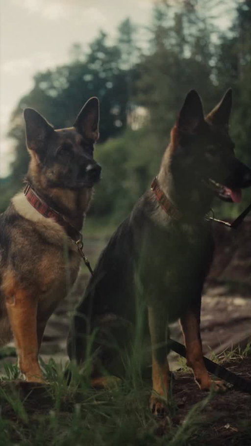 Penny and Junebug got a brand deal @llbean #LLBeanxNoahKahan