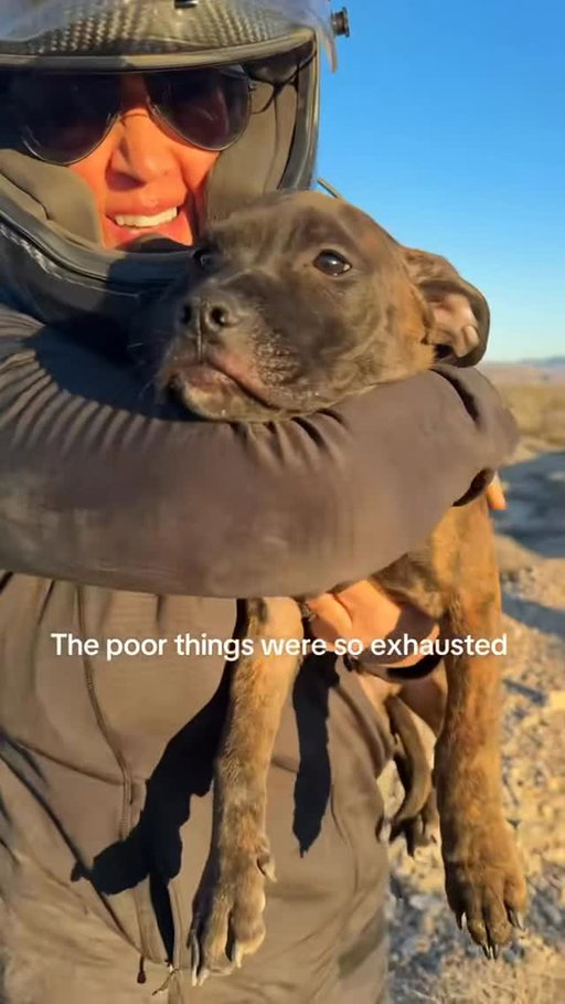 Heartbreaking but so grateful we found them! ❤️ #dogsofig