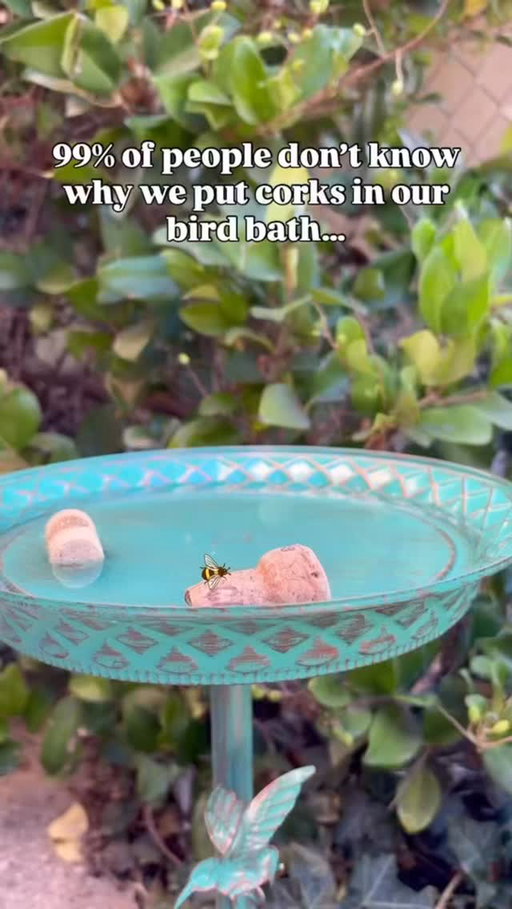 Not to be a buzz kill, but bird baths can be a death sentence for our vital pollinators. 

By adding a few corks (or rocks that rise above the waterline,) you’ll give bees a safe place to rest and drink without the risk of drowning - and help support the tiny heroes that keep your garden flourishing. 

If you learned something new today, buzz 🐝 in the comments!

#birdbath #beehack #beetip #gardeningtip #corkhack #protectthebees #gardening101 #pollinators #organicgardening #gardedeninghack #beelovers