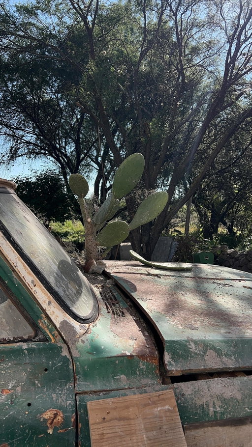 Don’t panic, it’s organic. 

#Mexicancandy #zacatecas #mexico