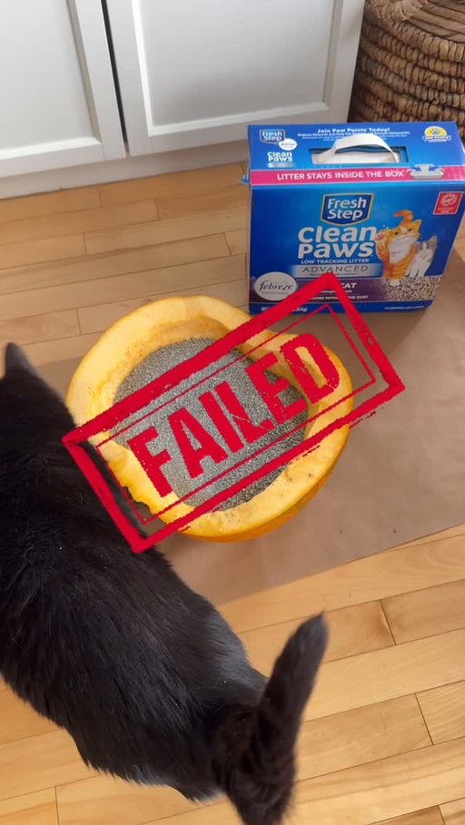 pumpkin carving got a little unique this year 🎃

#FreshStep #SpookySzn #PumpkinCarving #Catstagram #CatMom