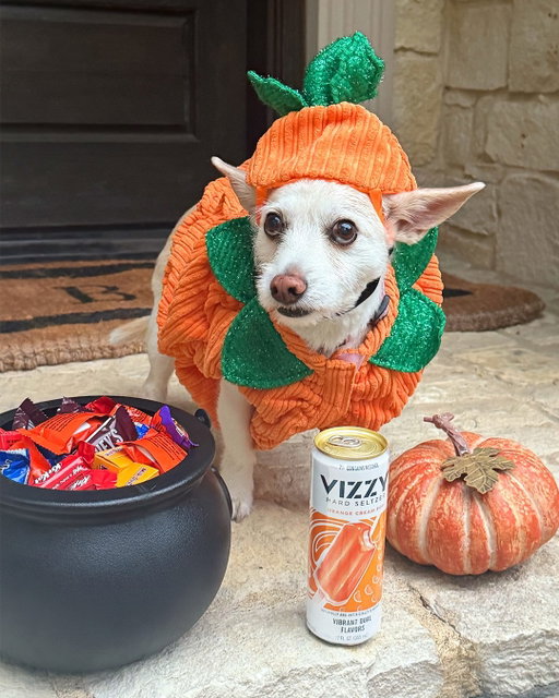 A porch hang while passing out treats is absolutely the vibe tonight. 🎃
