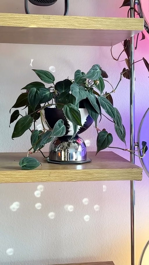 How I styled some of my 2025 Ikea finds in my eclectic apartment! 🧡🤠

Save for later or send to a friend that needs home decor inspiration! 🙌🐍

Hope everyone has a fun Halloween weekend! 🎃🏡

#ikeahacks #ikeafinds #homedecorideas #ikeadiy #cozyhome #homedecor #eclecticinteriors #eclecticinterior #dopaminedecor #maximalistinteriors #maximalistdecor #ikea #colorfulinteriors #colorfulinterior #eclectic #apartmentstyling #apartmentstyle #myinteriorstyle 

IKEA finds and how to stye, Ikea hacks, home decor, home inspo, apartment design, apartment decor inspiration, vintage ikea, midcentury modern design, diy ikea hacks, maximalist interiors, maximalist decor, ikea home, Scandinavian design, explore page, living room decor ideas, small space decor ideas, fyp, eclectic interiors, interior design inspo