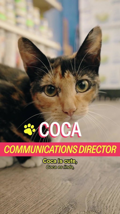 Meet Coca in the Bronx ft. shop regular @zohrankmamdani

a show by @madrealities

host @michelladonna 
creative producer @christianwallaceshriver 
dp @bent.mov 
stlyist @shopberriez 
editor @seanfitzmaurice 
design @hazu_am 
ae @ry.novak 
pa @darkenne.v

#cat #nyc #zohran #bodega #shopcats