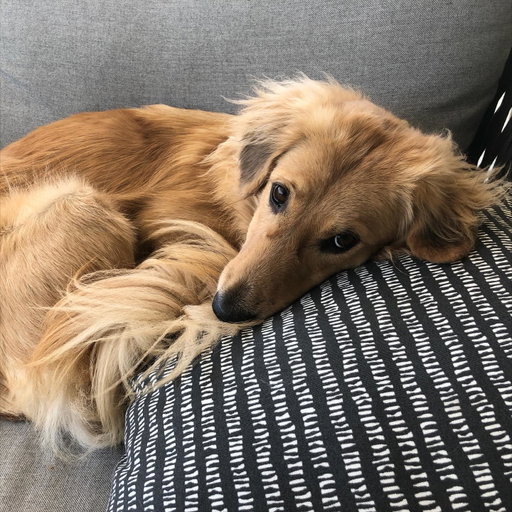 We had to let Henry go yesterday morning. I’m so sorry to tell everyone. I know many of you loved seeing him despite how camera shy he was. He was so similar to me. My shadow. Please bear with me while I clumsily try to honor him.

I have to tell you that Mark and Chica and I lay here a day later feeling like we sawed our own arm off. I’m sorry if we are a mess for a while.

It was a miracle he made it to the wedding, still his old self. I can’t believe we had that. Over a year of good days after a cancer diagnosis that we all thought was ready to take him out the day we discovered it.

Even yesterday morning, exhausted as he was - Henry jumped in and out of the car, head out the window and tugged towards his favorite trail at his favorite park. And then he came home and we helped him rest. He simply ran out of good days.

From the worst motion sickness I’ve ever seen to teaching himself to stick his head out the window. He’d meep and meep and meep. The perfect road trip partner. He got to see Thailand to LA, even the Atlantic. Snow and desert and beaches and forests and creeks. How many dogs could say the same?

I keep thinking back to all those film shoots in Austin, where he suddenly discovered how to run. And god it was the most shamelessly dorky run - the kind of enthusiasm reserved for passions discovered in the second chapter of life - lived as if you’re making up for lost time.

And most importantly of all, he was little brother to his big sister. They loved each other so much. Chica was the only dog Henry ever truly figured out how to play with. He eventually grew brave enough to wrestle in front of our friends. She taught him how to be a dog. He gave her purpose.

Last night Mark said he was plucked from the cosmos just for us. And he certainly was, but he had some human help along the way. Thank you to Tamara at @thaistreetpaws_dogrescue for saving his life.

It was an honor to take him into our home, but it ultimately became his home more than any of ours. He was my Henry copilot, our watchful eyes, and he was perfect.