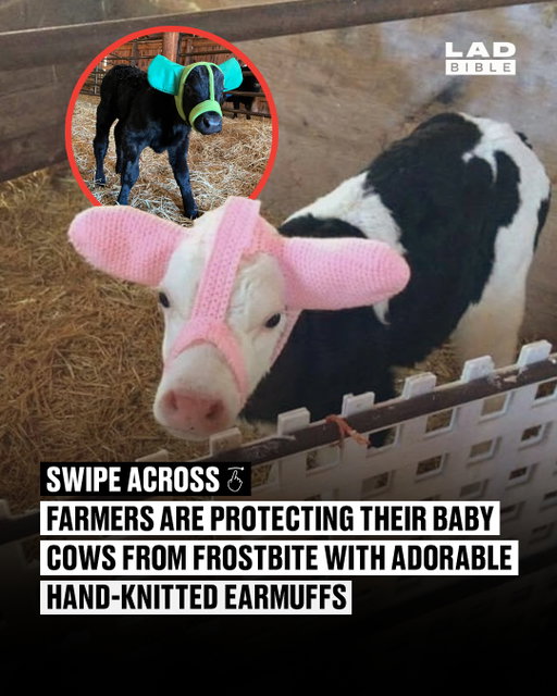 The most adorable thing you will see all week 🐮⁠
⁠
Farmers are protecting their cattle from cold weather conditions in the cutest way.⁠
⁠
Since young calves are the most susceptible to frostbite, farmers are knitting little ear protectors for them during the winter months.⁠
⁠
Calling all grandmas to make this a thing everywhere! 👵 🧶⁠