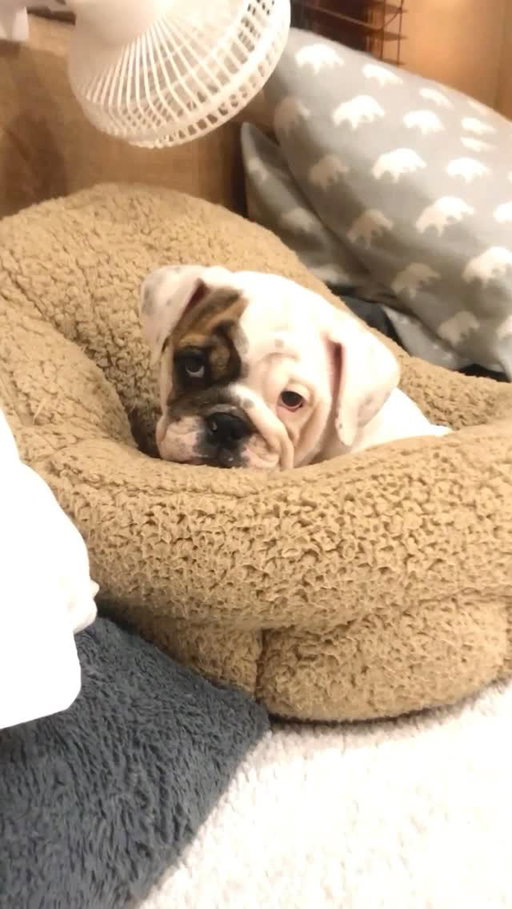 Daylight Savings got me like....🤷🏻‍♀️💤😂 Watch my puppy put herself to bed after just two days of being in our home 😂🥰 Hope this sweet video makes your Monday a little bit better 🥰.
.
.
.
#igloothebulldog #puppydays #puppylove #diva #dog #bulldogpuppy #puppyreels #weeklyfluff #puppiesofinstagram #foreverhome #spoileddog #daylightsavingstime #wintermood