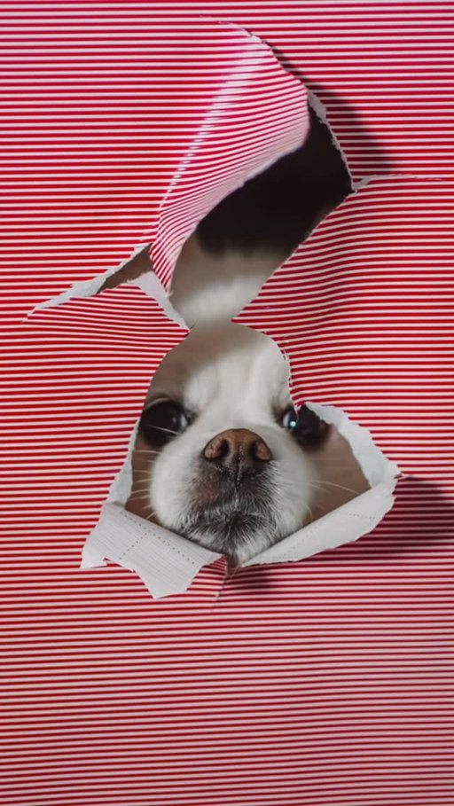 At-home Christmas photoshoot idea! 🎄🐶🐾