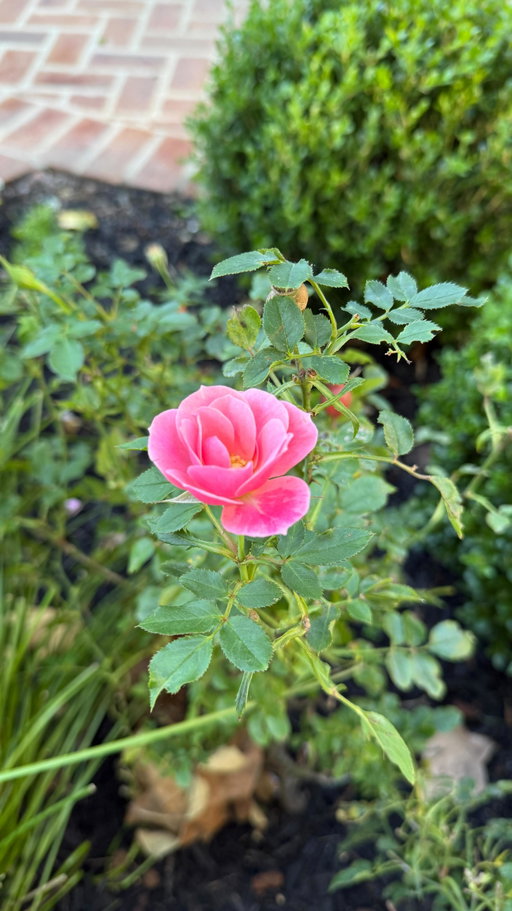 Jonathanism #357: Remember to notice the little things when you can…especially if they’re blooming right outside your front door 😊🌹