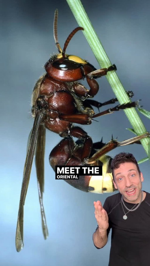 Solar Powered Hornets are REAL 👀 #funfact #didyouknow