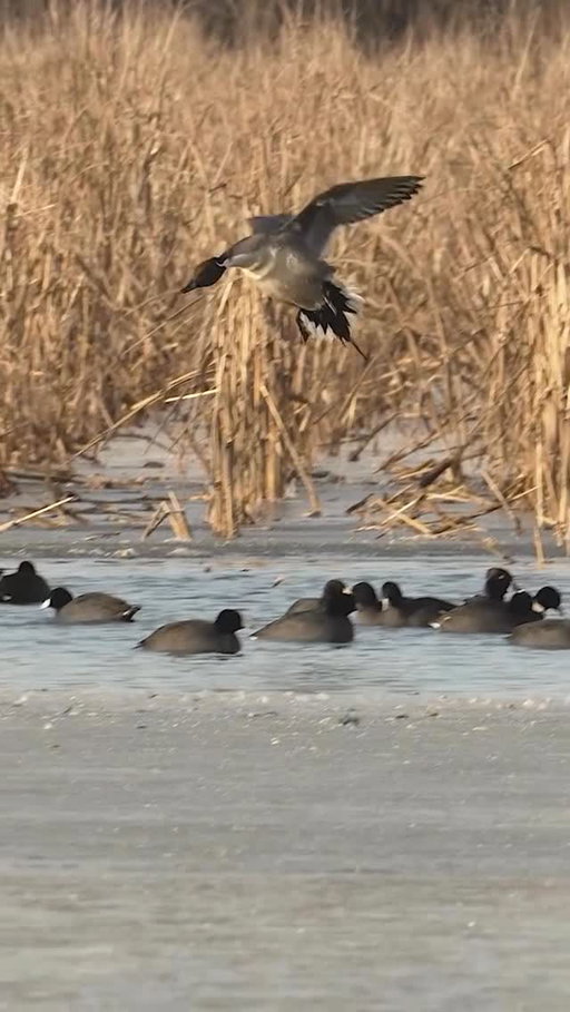 Pintail landing in a group of coots! 

🎥: @matthewryancreative 

#ducksunlimited #waterfowl #conservation #outdoors #ducks #du