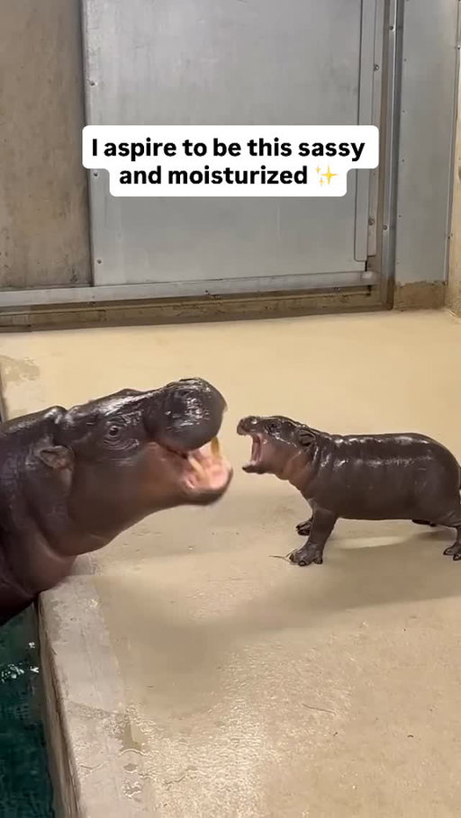 Feisty little tootsie roll 🥰🦛