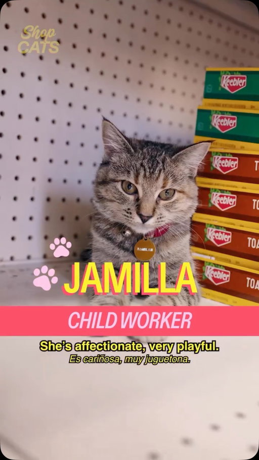 Meet Jamilla in East Flatbush 

a show by @madrealities 

host @michelladonna 
creative producer @behappyforonce 
dp @behappyforonce 
editor @seanfitzmaurice
design @hazu_am
ae @ry.novak
pa @darkenne.v 

#bodega #bodegacat #nyc #shopcats
