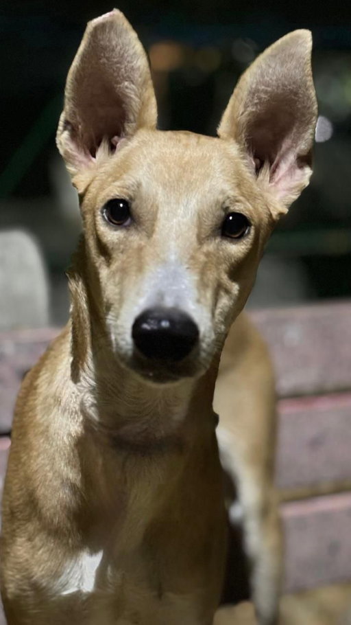 UPDATE: HE HAS BEEN FOUND!

*Delhi Folks, Please Help* 🙏💔

Half a month has gone by.
We are losing time but we are not losing hope.

*MISSING – CHEEKU*
Light brown, male Indie (3 yrs)

*Key Identifiers*:
• Slim, tall, fox-like face
• Long snout & big upright ears
• Right ear is clipped (sterilised)
• White markings on legs + tail tip
• Not wearing a collar

*Last seen: C-9, Vasant Kunj*
Possible Areas: Vasant Kunj / Vasant Vihar / RK Puram / Munirka / Saket / Chattarpur / Ghittorni / Kishangarh/JNU (or any adjoining area)

It’s been half a month now.
We are emotionally exhausted and living with constant fear.
We just want to bring him home — safe and sound.

If you spot a dog matching this description, please share live location + photo/video immediately.
Every single sighting matters now.

*We are humbly requesting — please share this in your building groups, running groups, dog walking groups, local networks*.
Even one share… could be the one that brings Cheeku home. 🙏